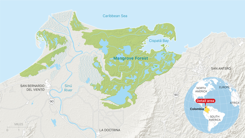Carte de la forêt de mangrove dans l’aire marine protégée de Cispatá à Córdoba, en Colombie.