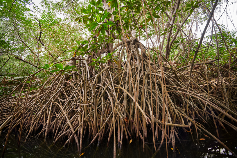 Les mangroves poussent dans l’eau salée.