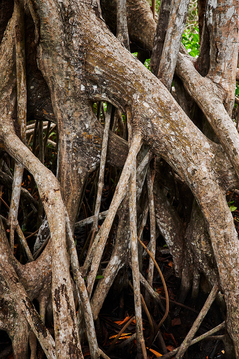 Racines de mangrove.