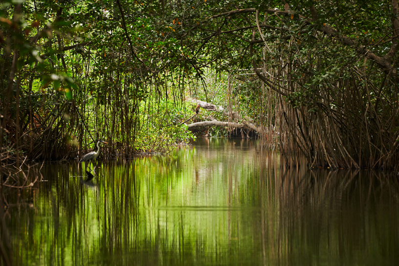 La forêt de mangrove dans la baie de Cispatá, sur la côte caribéenne de la Colombie.