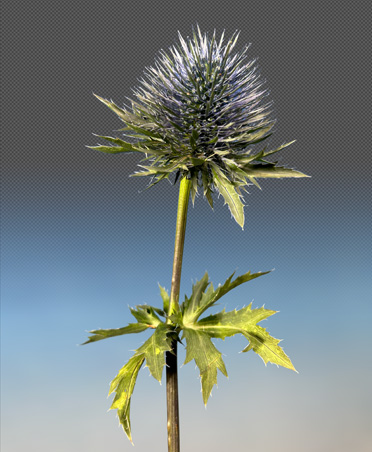Primer plano de una flor de cardo